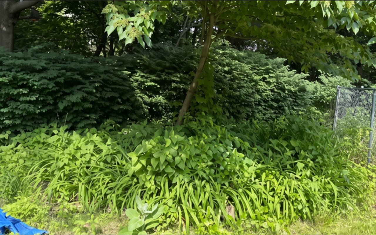 Overgrown Yard Cleanup — before