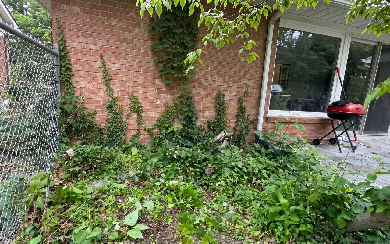 Weed Removal — before